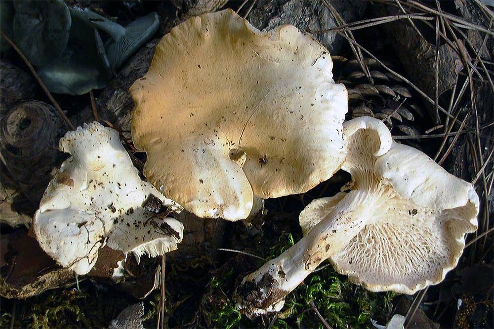 Leucopaxillus agrippinae Buda, Consiglio, Setti & Vizzini 2012