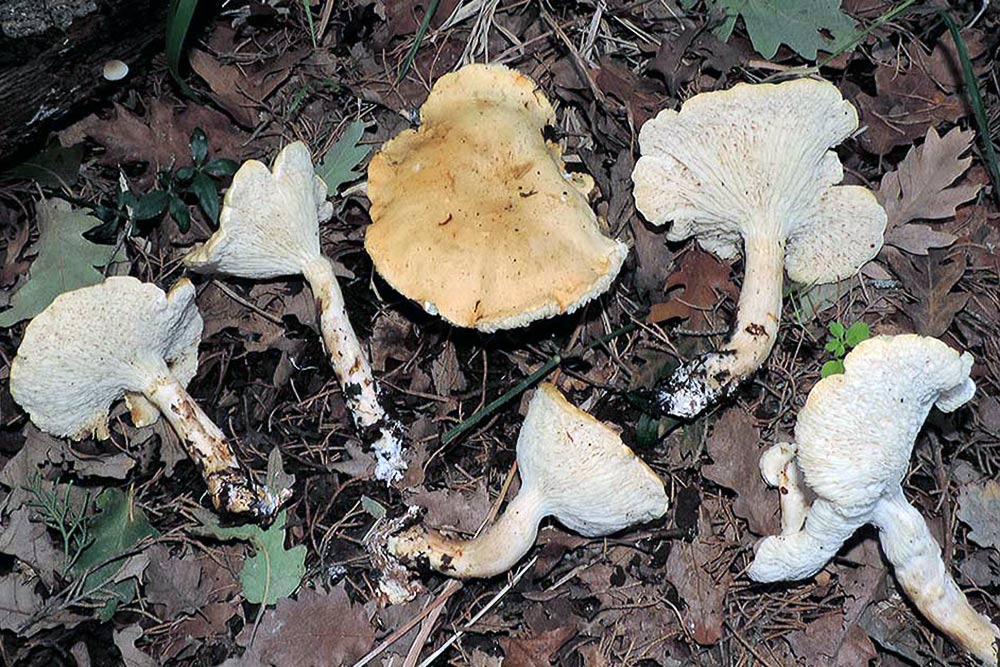 Leucopaxillus agrippinae