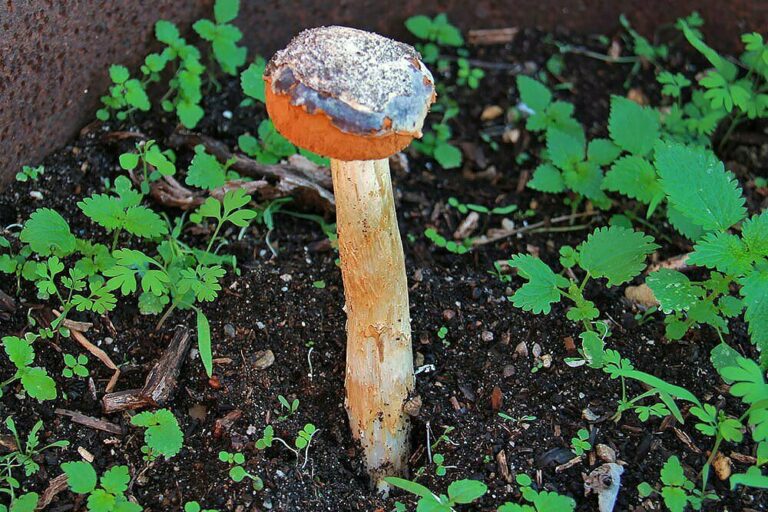 Battarrea phalloides in habitat