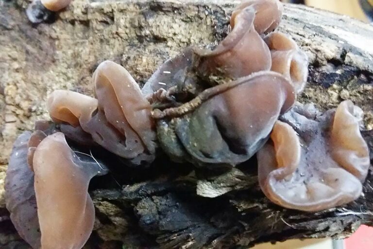 Auricularia auricula-judae