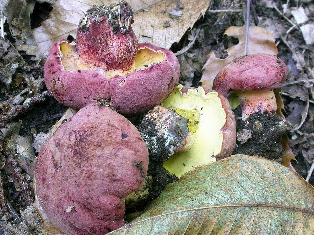 Boletus emilei Barbier (1915)