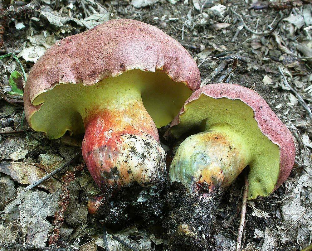 Boletus emilei