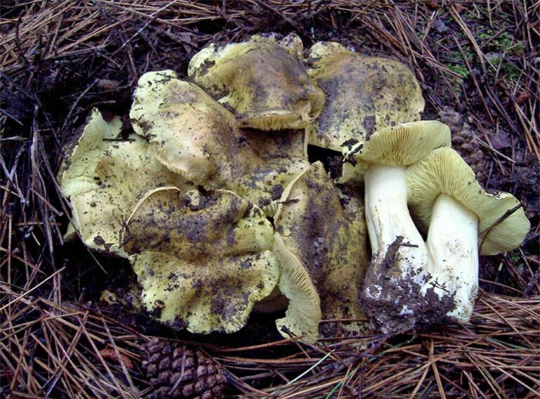 Tricholoma equestre Foto. V. Visalli