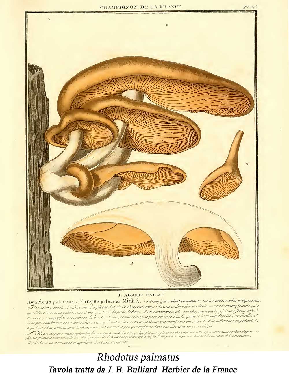 Rhodotus palmatus