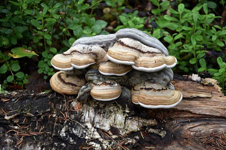 Fomes fomentarius