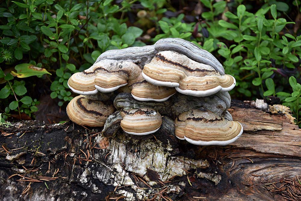 Fomes fomentarius, (L. : Fr.) Fr. 1849