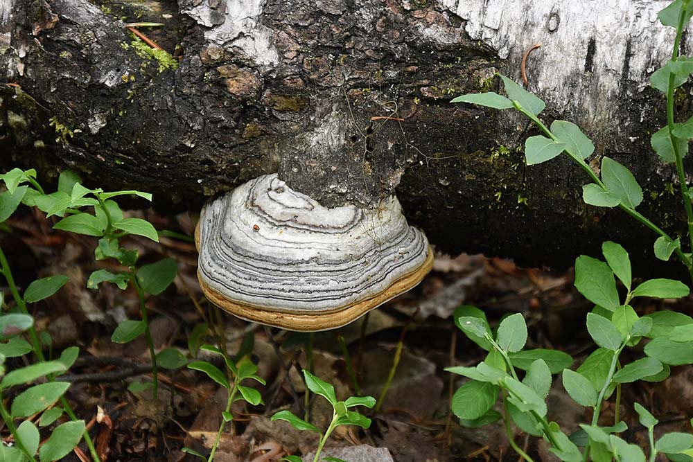 Fomes fomentarius