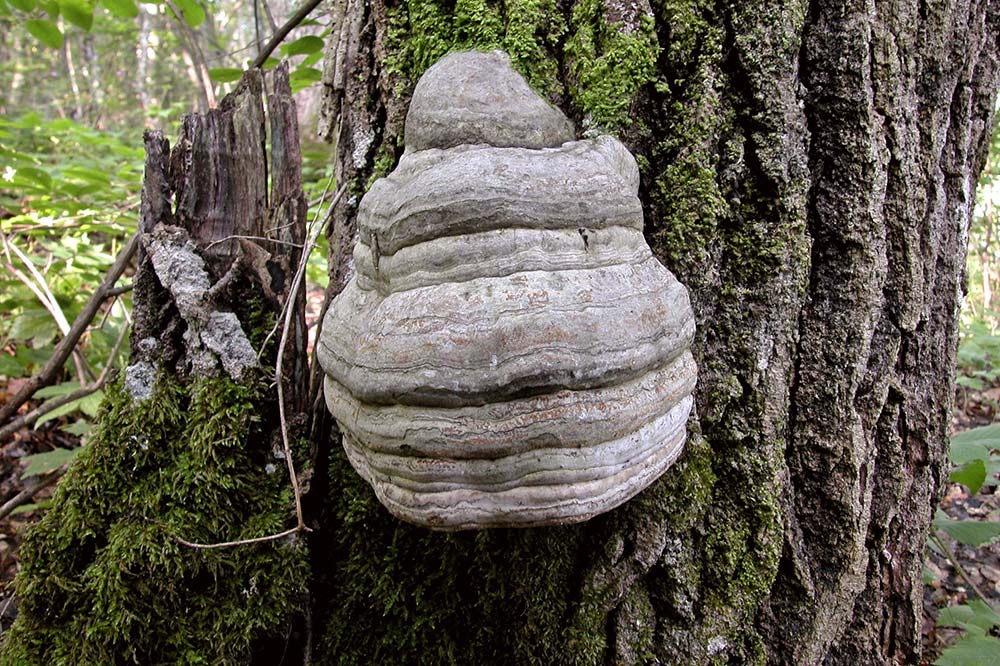 Fomes fomentarius