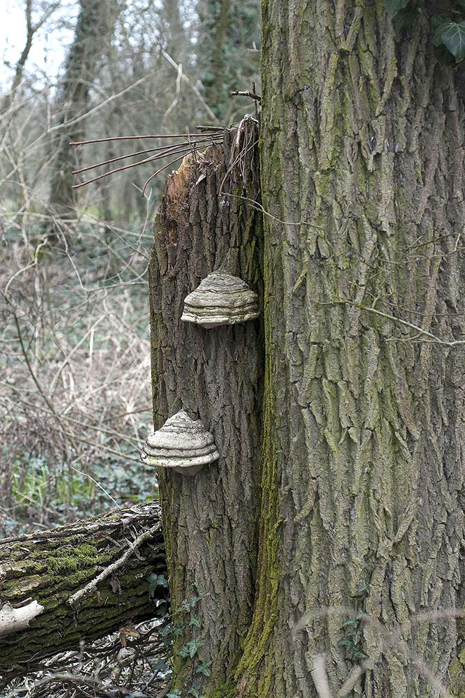 Fomes fomentarius