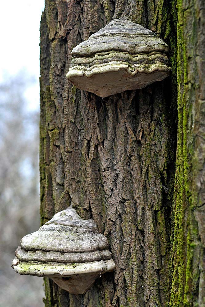 Fomes fomentarius