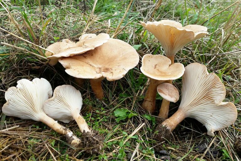 Infundibulicybe geotropa - Foto Nicolò Oppicelli