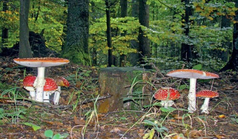 Amanita muscaria, esemplari in habitat