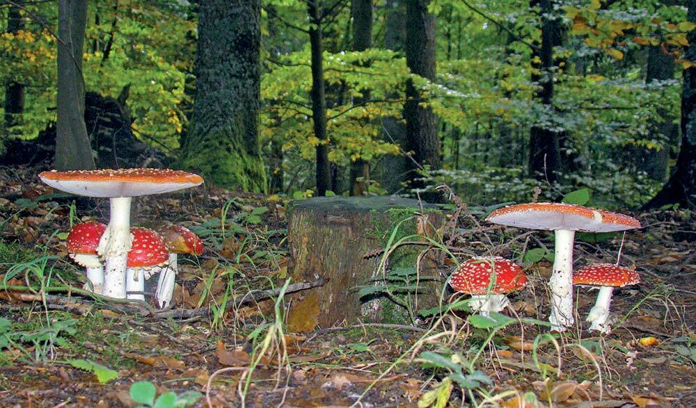 Amanita muscaria, il fungo delle fiabe