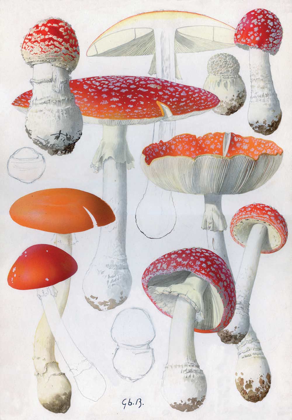 Rappresentazione di Amanita muscaria nei vari stadi di sviluppo