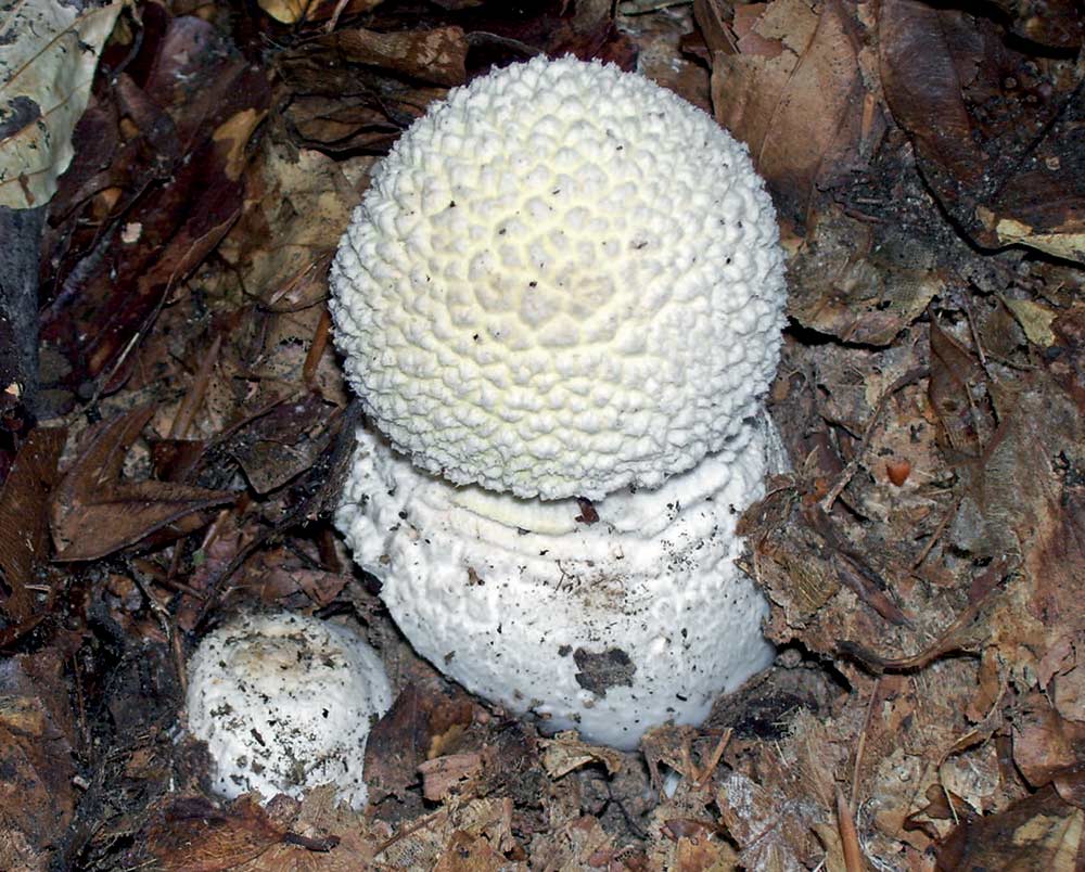 Esemplari di Amanita muscaria nei primi stadi di sviluppo