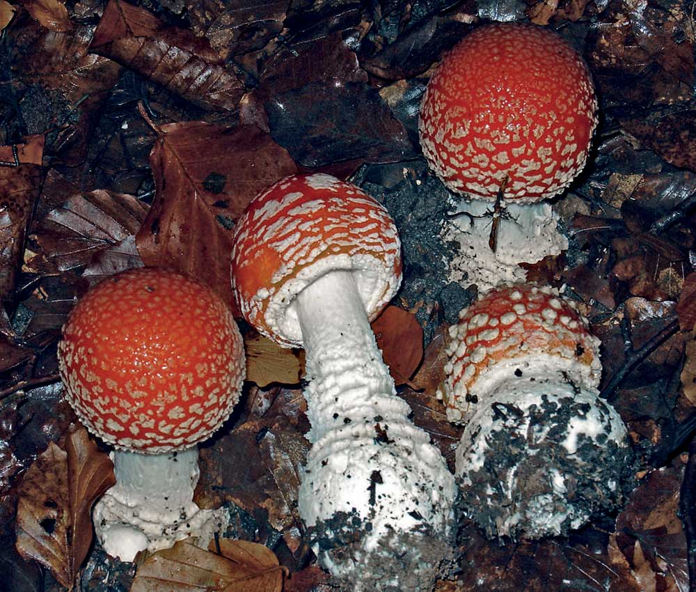 Esemplari giovani, con lamelle non ancora esposte, di Amanita muscaria. Foto: G. Di Cocco