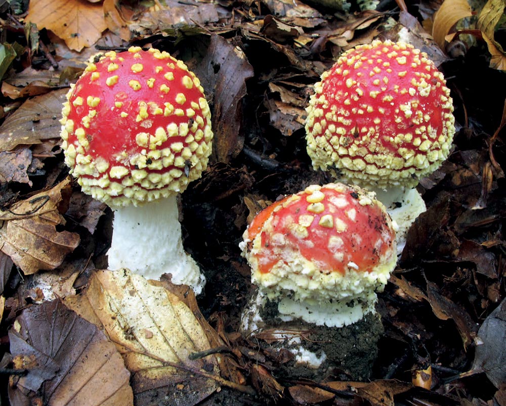 Esemplari giovani di Amanita muscaria f. formosa; 