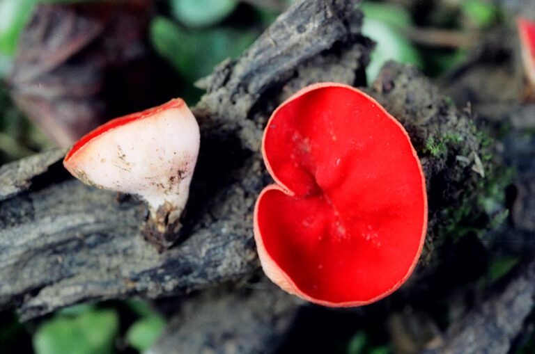 Sarcoscypha coccinea