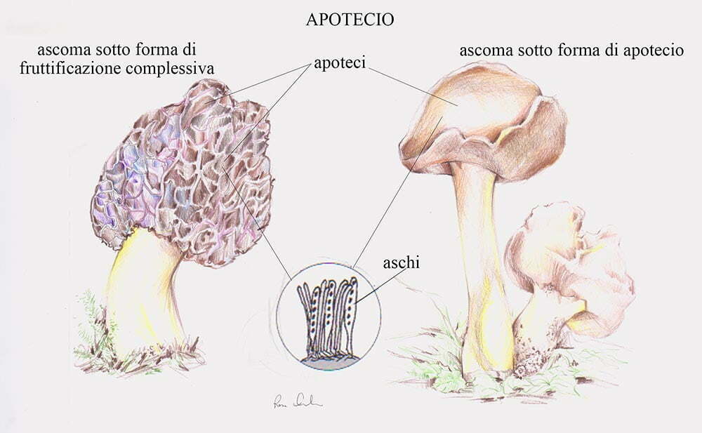 Tavola 2 Apotecio