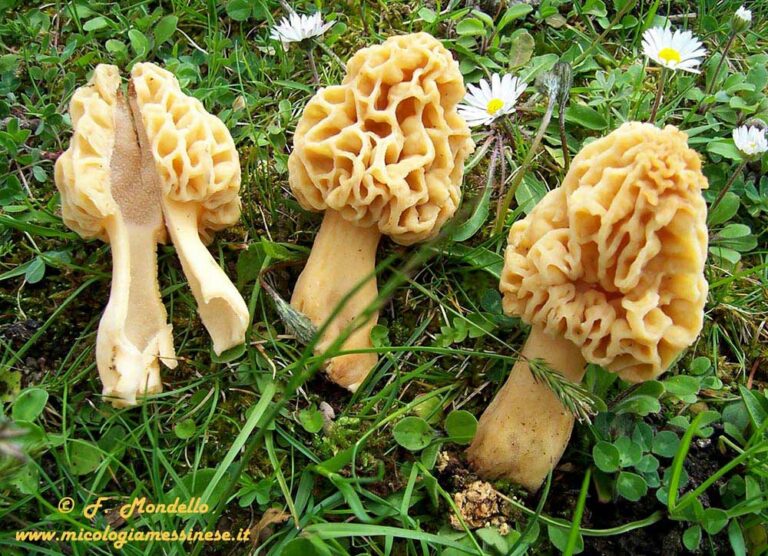 Morchella esculenta