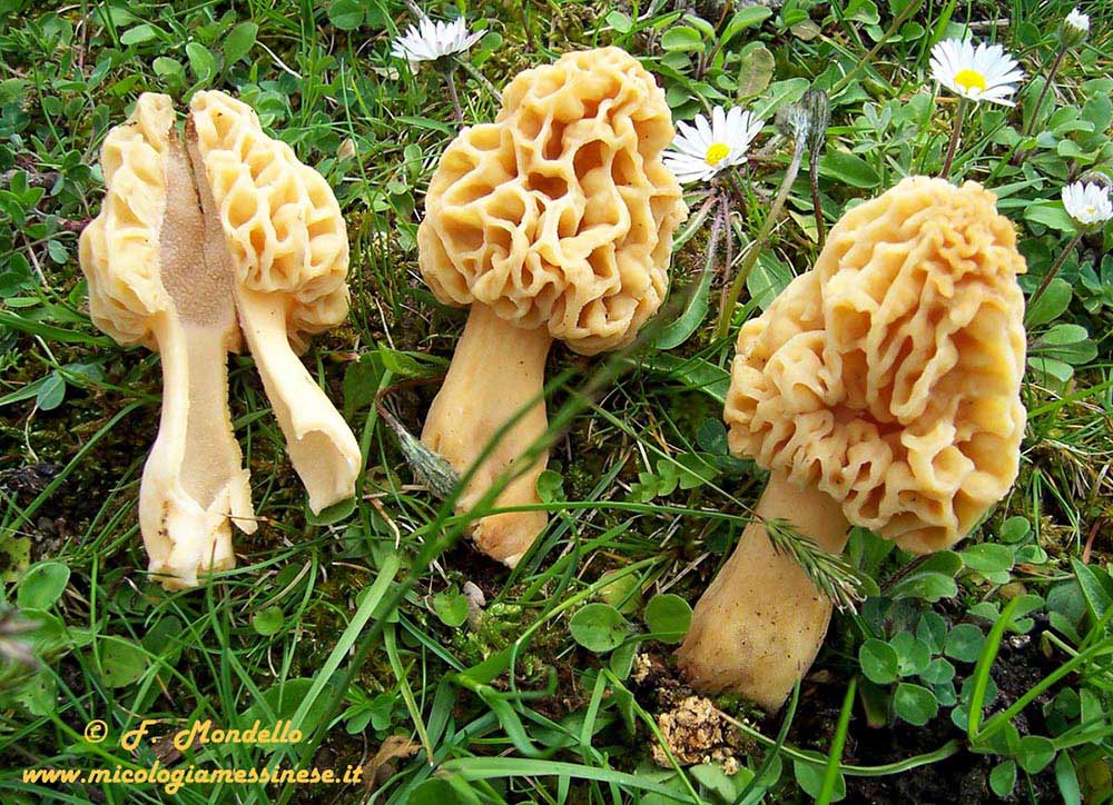 Morchella esculenta, prelibatezza primaverile