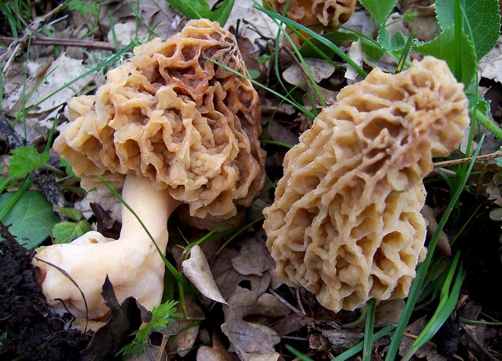 Morchella esculenta Foto F. Mondello