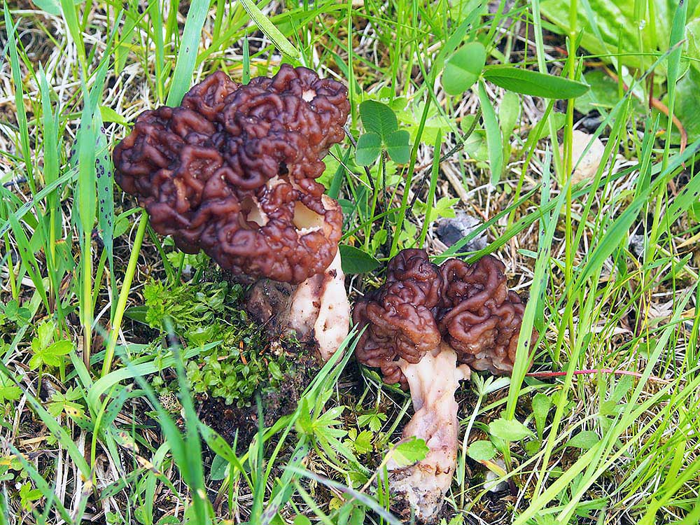 Gyromitra esculenta Foto M. Bianchi