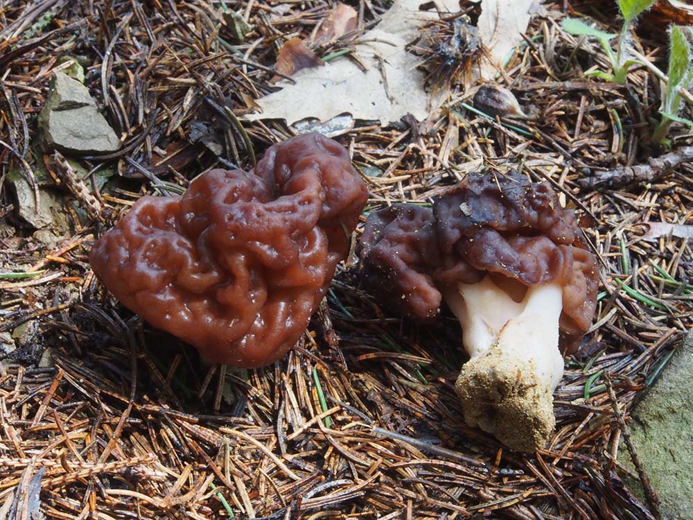 Gyromitra esculenta Foto M. Bianchi