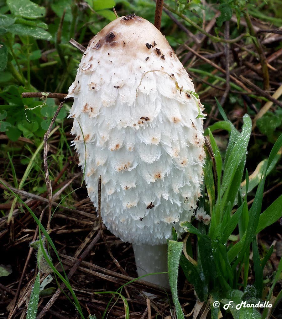 Coprinus comatus, il fungo dell’inchiostro