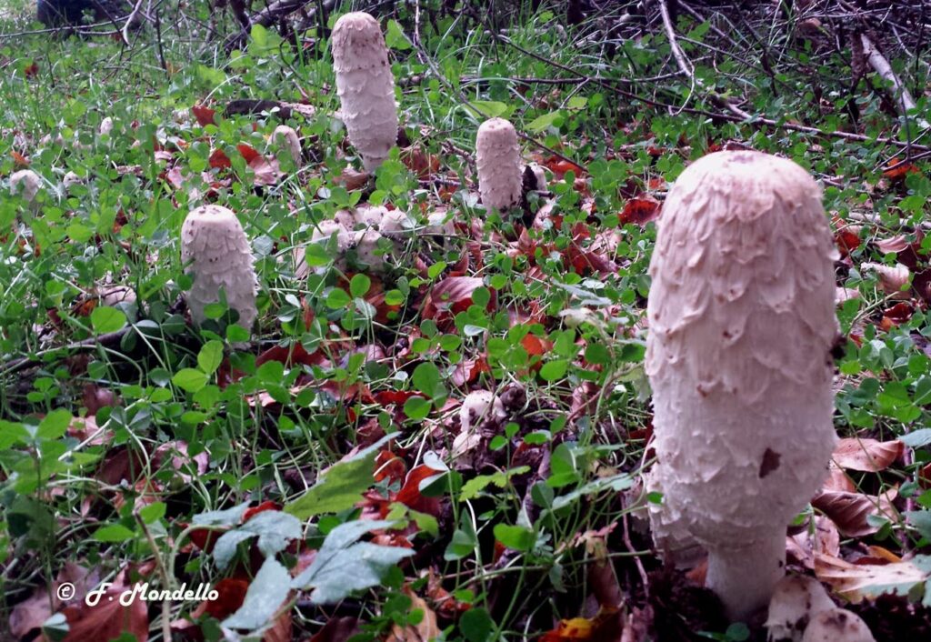 Coprinus comatus