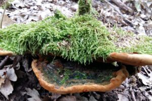 Phellinus torulosus