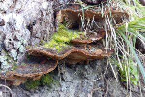 Phellinus torulosus