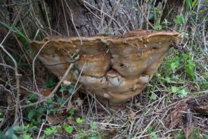 Phellinus torulosus