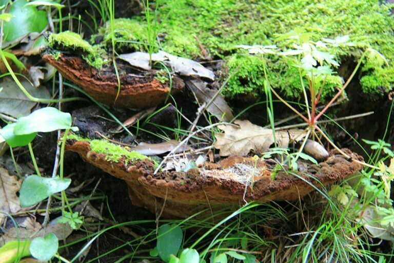 Phellinus torulosus