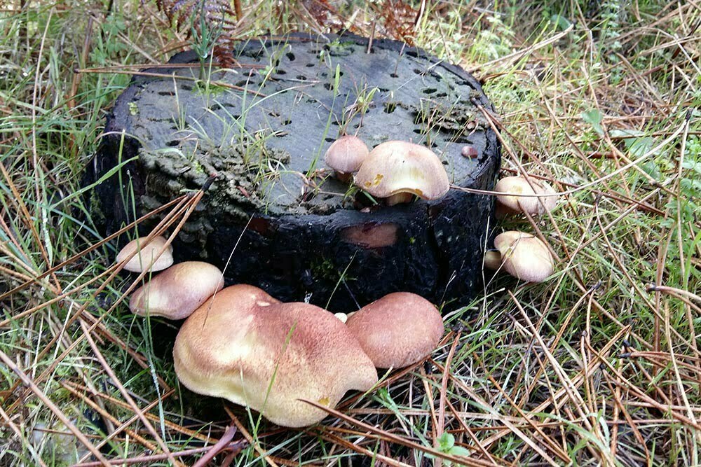 Tricholomopsis rutilans, l’Agarico dalla chioma rossa