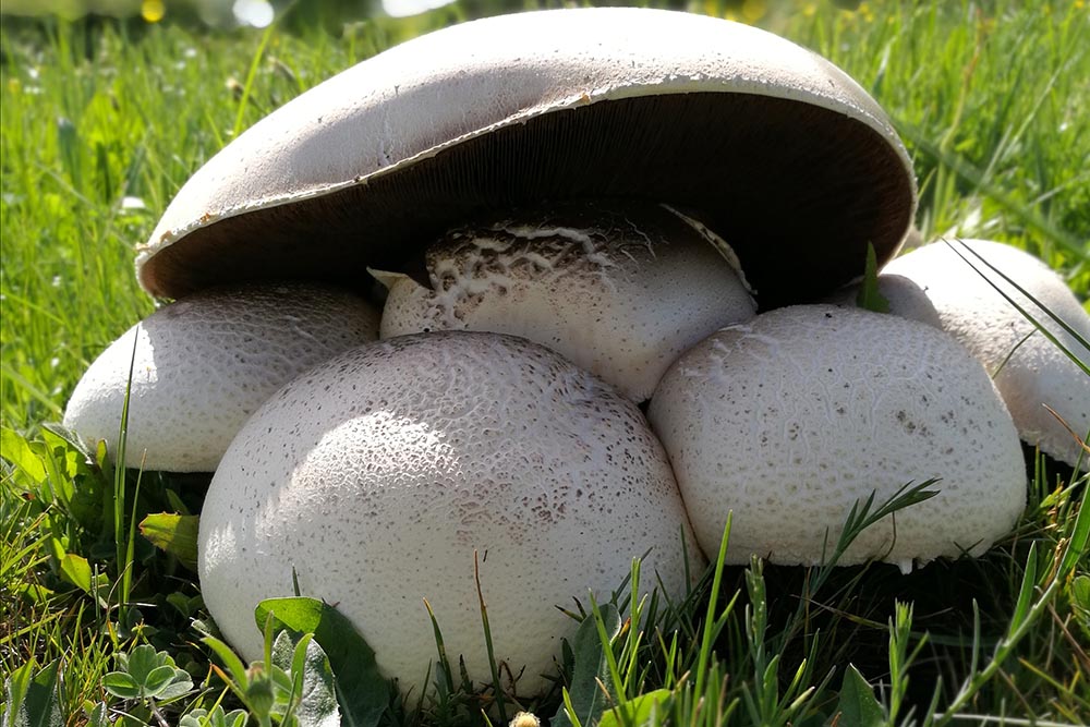 Agaricus urinascens (J. Schäff. & MØller) Singer 1951