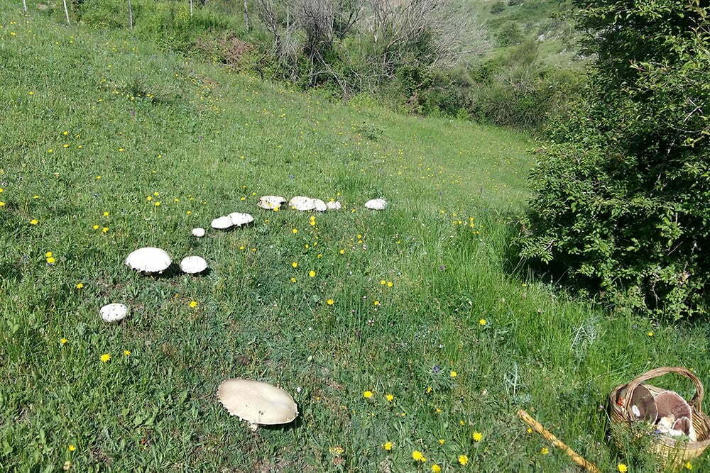 Agaricus urinascens