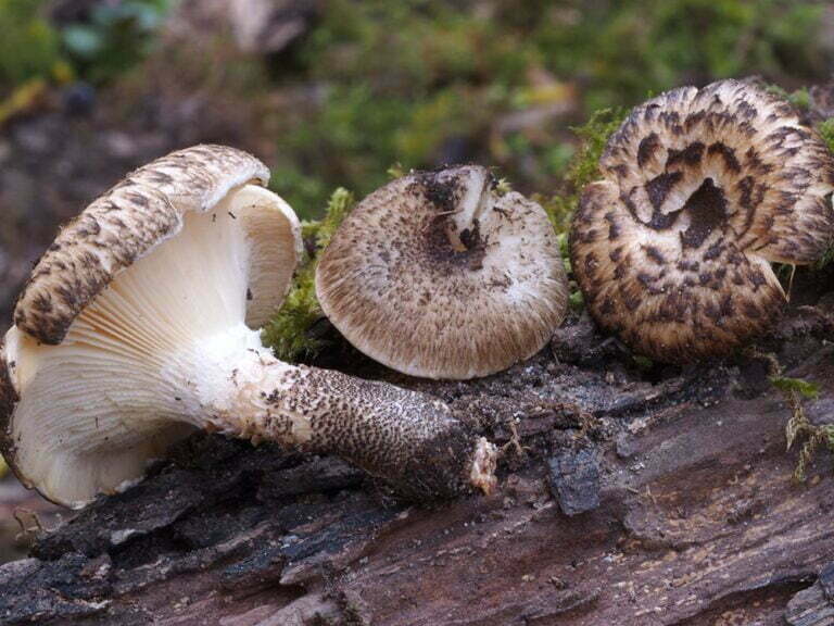 Lentinus tigrinus