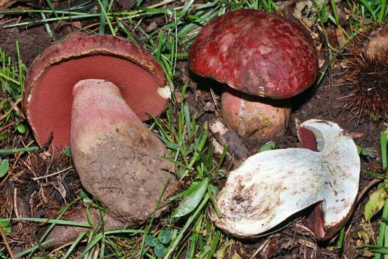 Rubroboletus demonensis. Foto G. Vasquez