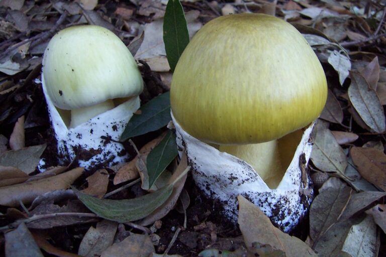 Amanita phalloides foto Franco Mondello