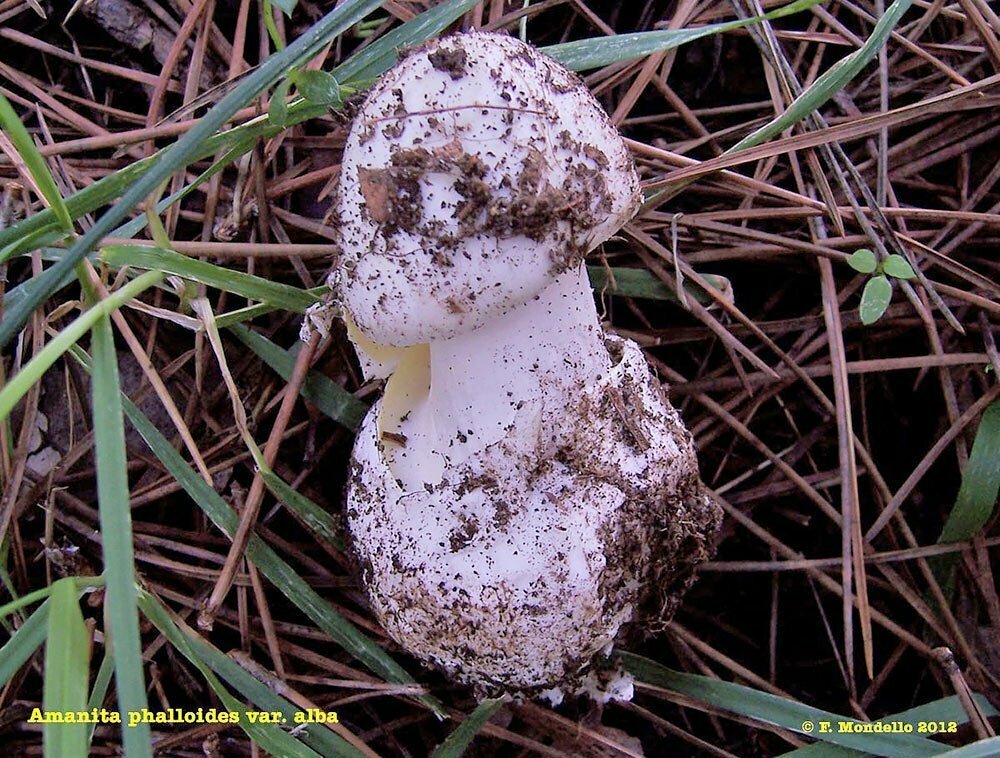 Amanita phalloides var. alba Foto Franco Mondello