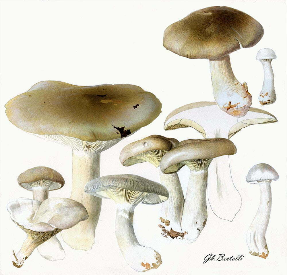 Clitocibe nebularis Disegno di Gianbattista Bertelli