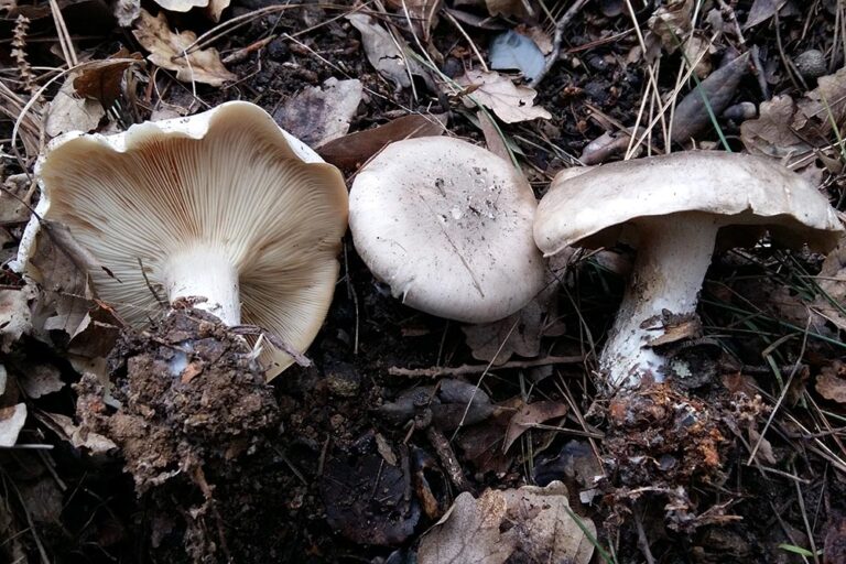 Clitocybe nebularis foto Angelo Miceli