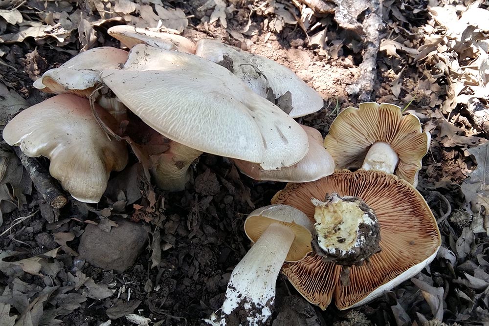 Entoloma sinuatum Foto Angelo Miceli