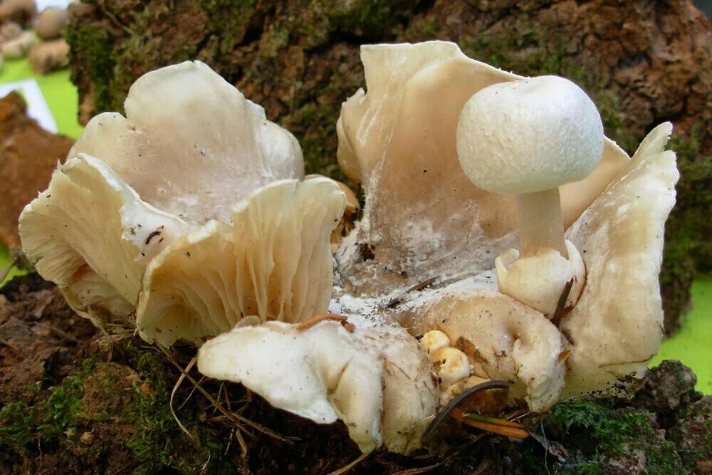 Clitocybe nebularis parassitata da Volvariella surrecta Foto Loredana Battisti