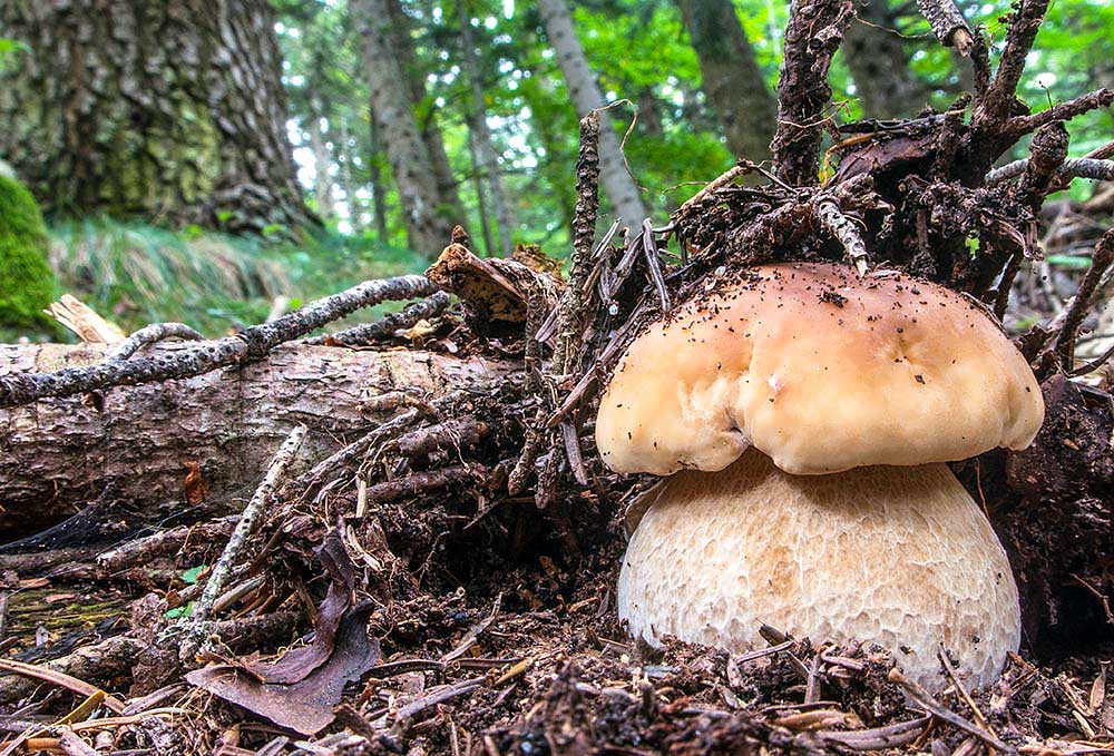 Boletus edulis