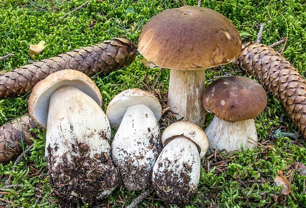 Boletus edulis