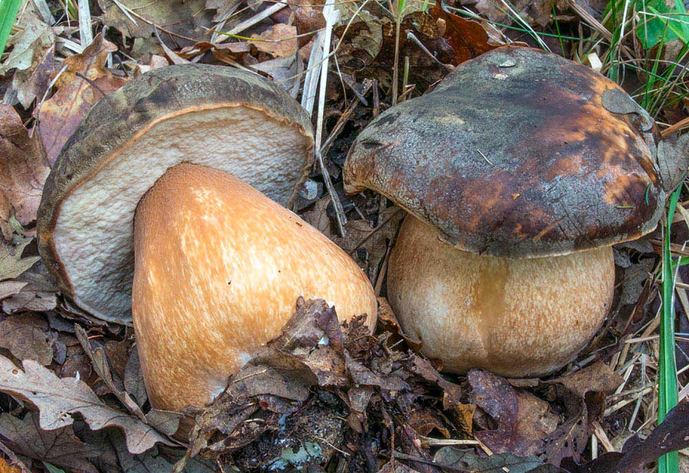 Boletus aereus (foto:Nicolò Oppicelli)