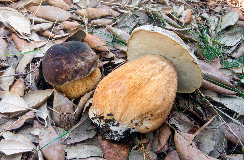 Boletus aereus (foto:Nicolò Oppicelli)