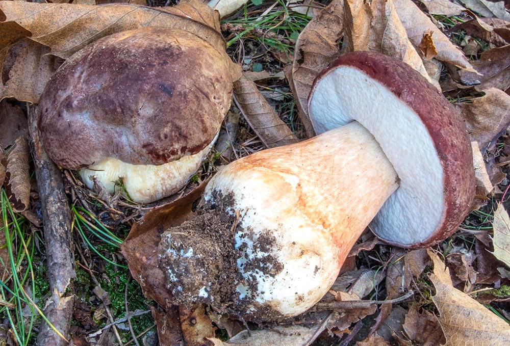 Boletus pinophilus (foto: Nicolò Oppicelli)